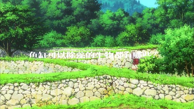 鱼缸可以除藻的生物都有哪些？